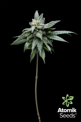 Atomika feminized cannabis seeds by Atomik Seeds